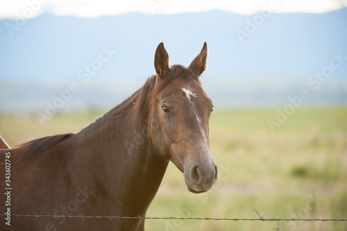 Quarter Horse Portrait Brown with White Star on face eras forward looking alert on horse farm
