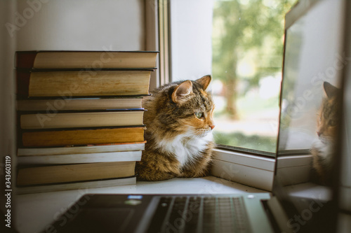 a stack of books, a laptop and a fluffy cat looking out the window on a windowsill