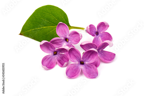 Beautiful blossoming lilac on white background. Copy space