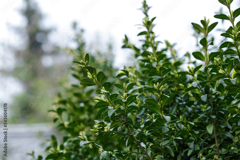 Boxwood is blooming. Big bushes. Bloom. B xus Boxwood is blooming. Big bushes. Bloom. B xus