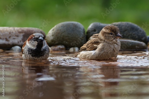  Two House sparrows, Passer domesticus, a couple bathe in the water of a bird watering hole. Czechia. Europe.