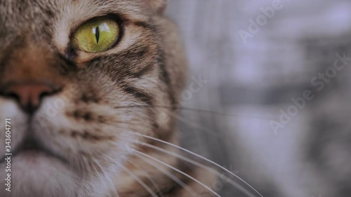 Eye of a tabby cat close-up. The cat looks at the camera and blinks.