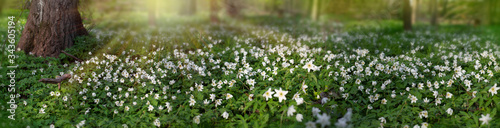 Forest blooming in springtime. White flowers in forest