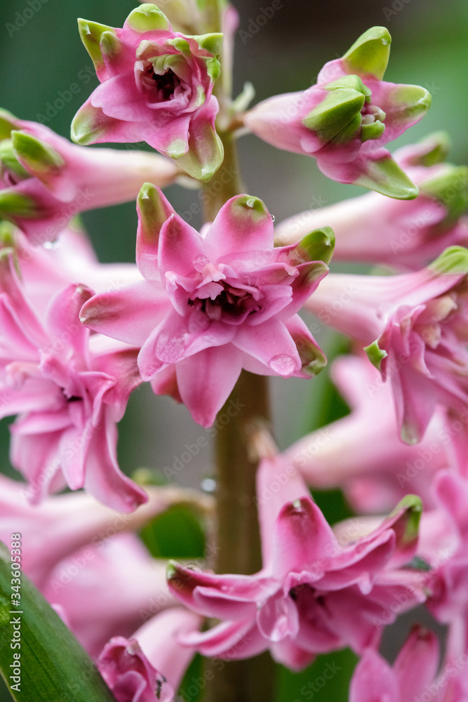 Obraz premium Terry hyacinth flowers in spring in the garden.