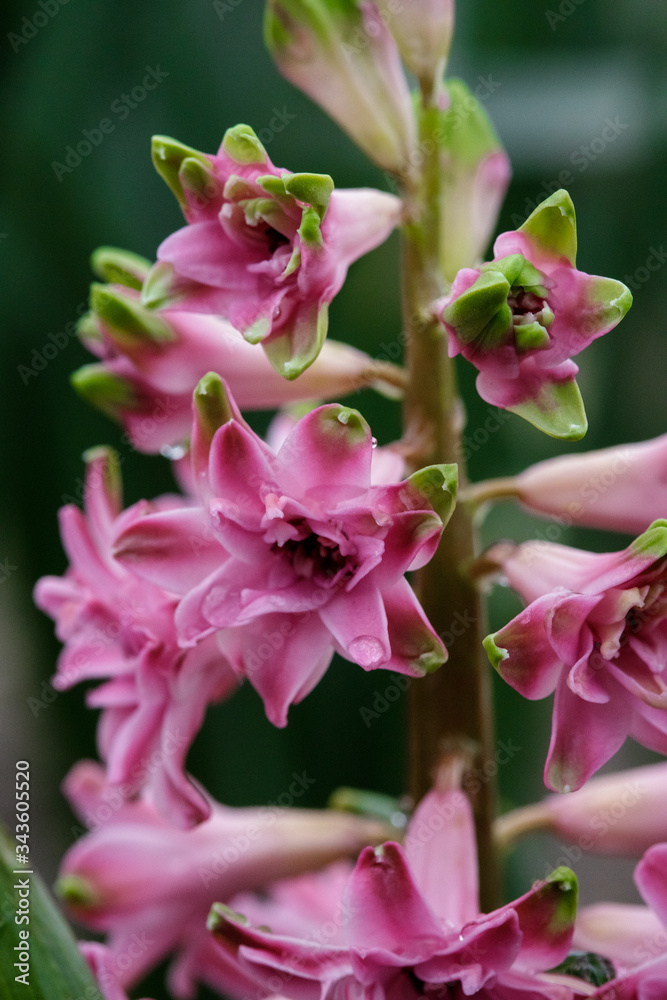 Fototapeta premium Terry hyacinth flowers in spring in the garden.