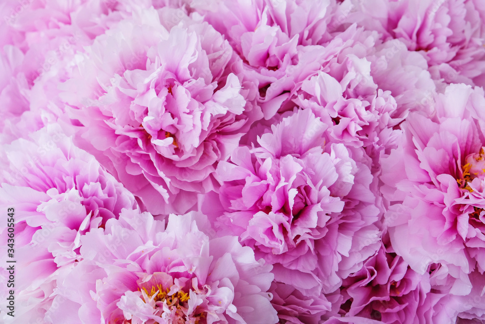Fresh beautiful pastel purple peony flowers in full bloom. Fresh beautiful pastel purple peony flowers in full bloom.