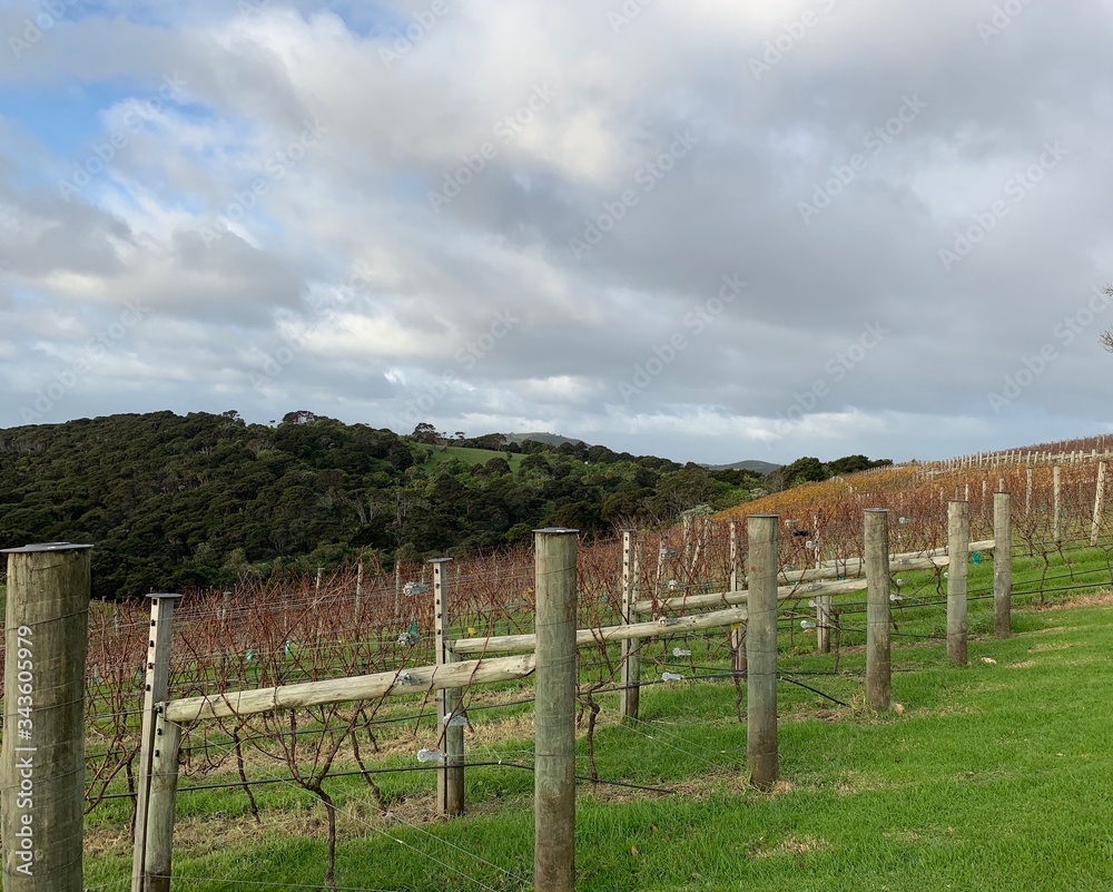 Overlooking a vineyard on a green hill