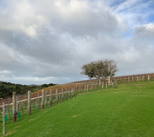 Overlooking a vineyard on a green hill