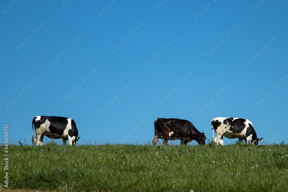 black and white cows up the hill on a meadow black and white cows up the hill on a meadow