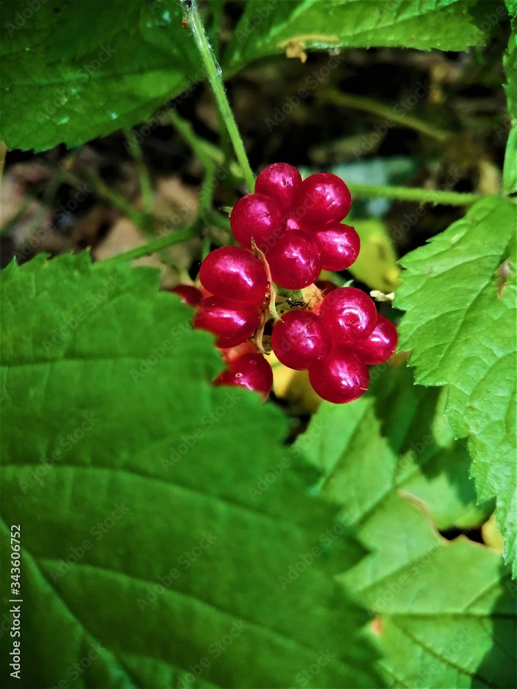 Branch of red cloudberry with green leaves. Branch of red cloudberry with green leaves.