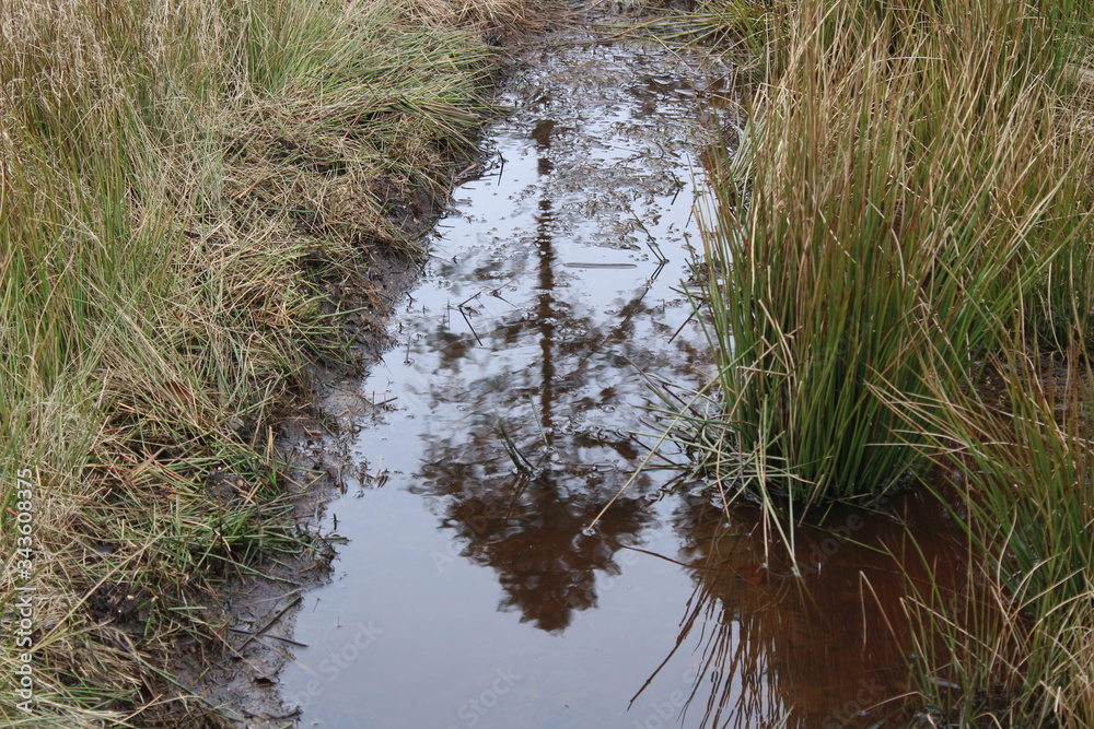 Fototapeta premium Reflektion eines Baumes in einer Wasserpfütze, Februar 2020, Bad Endorf, Deutschland
