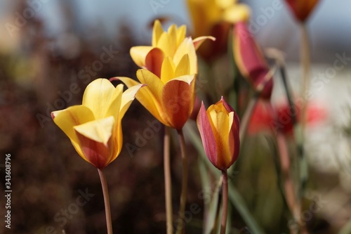 Flower of a Lady Tulip, Tulipa clusiana var chrysantha photo