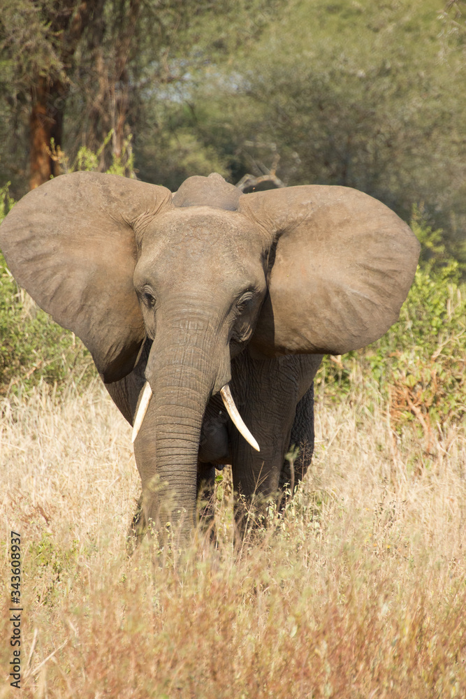 Elephant walking towards you in the african steppe