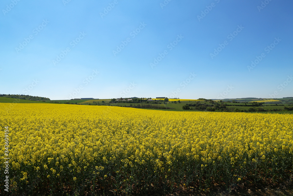 Spring landscape. Cultivated colorful raps field in Germany