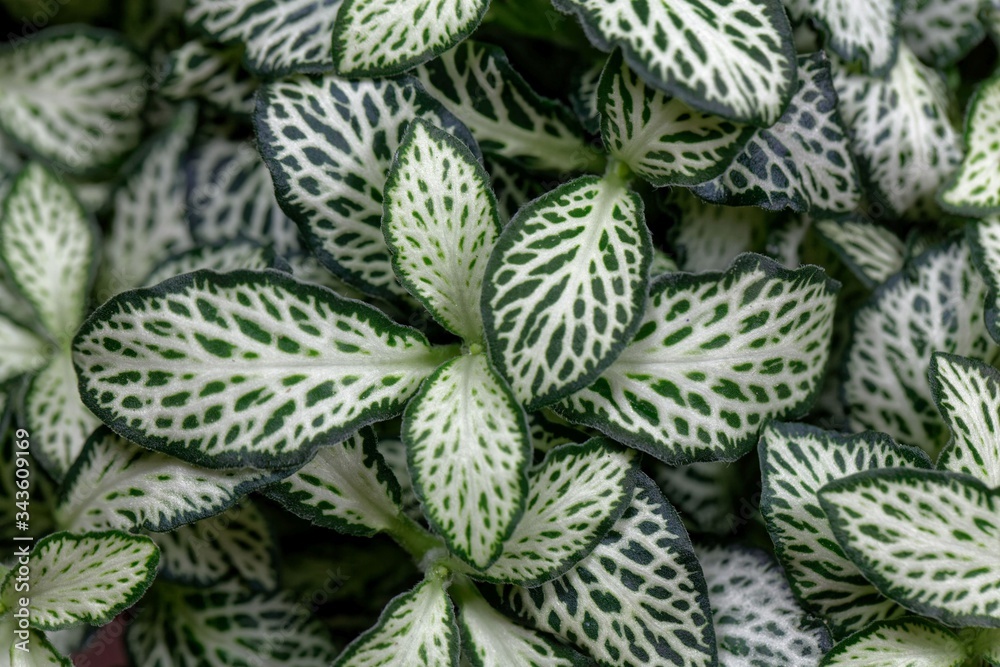 Obraz premium Nerve plant, Fittonia albivenis