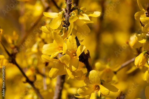 Forsythia spring flowering  yellow flowers