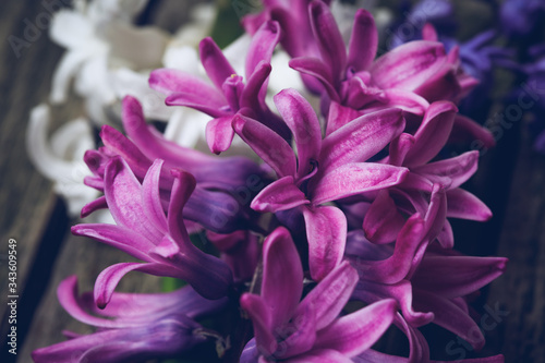 Fresh hyacinths on a wooden surface. Art composition.