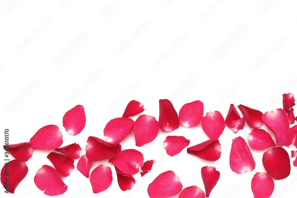 In selective focus a group of sweet red rose corollas on white isolated background and colorful flora details
