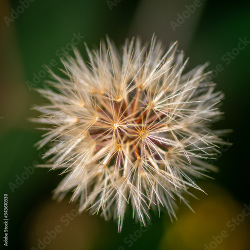 Closeup of white seed head  blow-ball  on green background