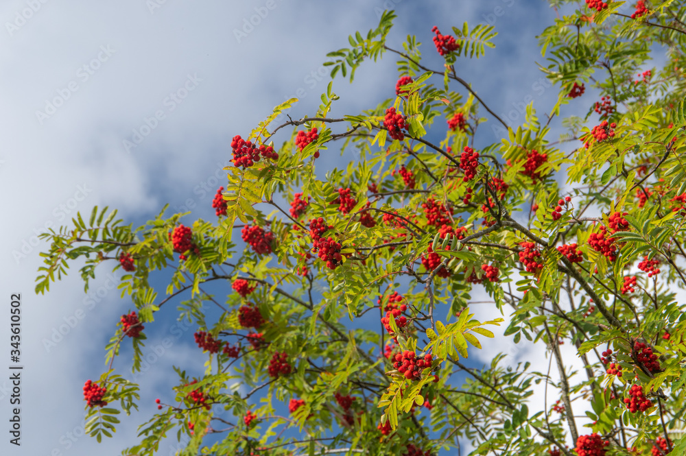 Branches of the rowan tree with red ripe berries and green leaves on a blue and cloudy August sky Branches of the rowan tree with red ripe berries and green leaves on a blue and cloudy August sky