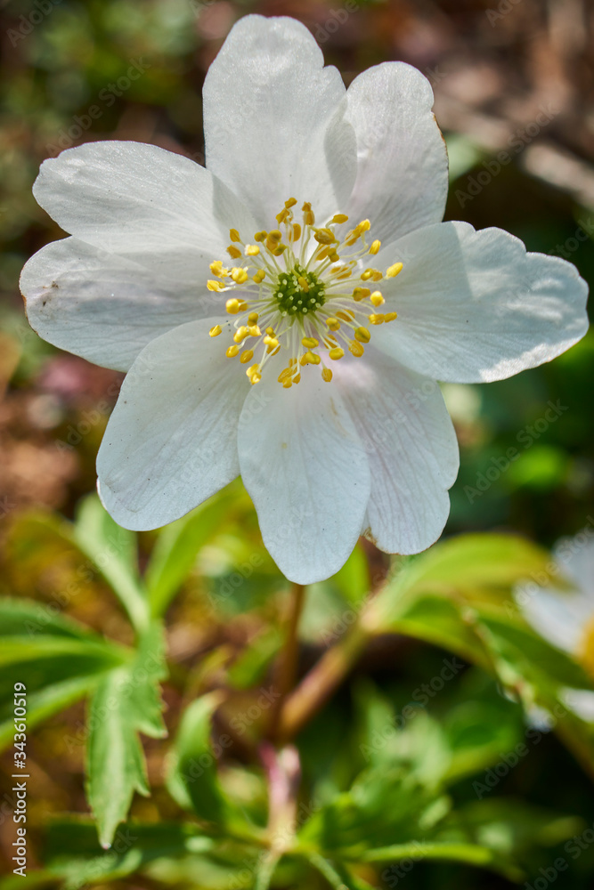 Delicate anemones herald the arrival of spring Delicate anemones herald the arrival of spring