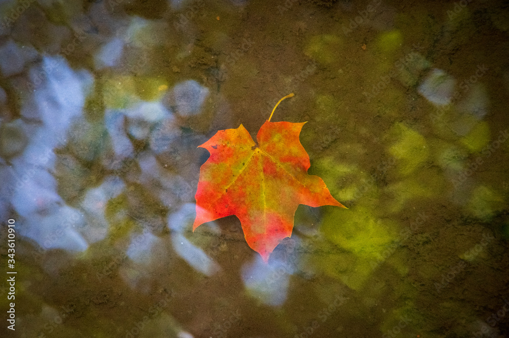 Closeup of red and green coloured maple leaf in the water with the reflection of sky on the water Closeup of red and green coloured maple leaf in the water with the reflection of sky on the water