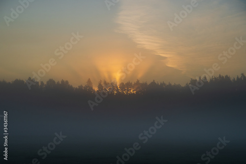 Crepuscular rays in a foggy morning coming through trees at golden sunrise over the forest - an atmospheric optical phenomenon, soft focus