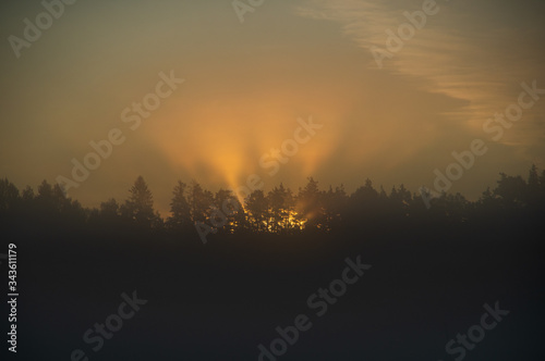 Crepuscular rays in a foggy morning coming through trees at golden sunrise over the forest - an atmospheric optical phenomenon, soft focus © Ilga