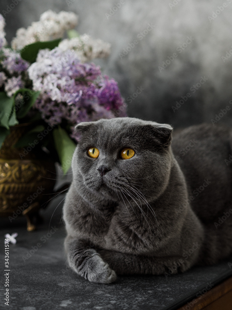 Lilac flowers and a British cat sitting next to them. On a dark gray background. White and lilac flowers in a copper jug.