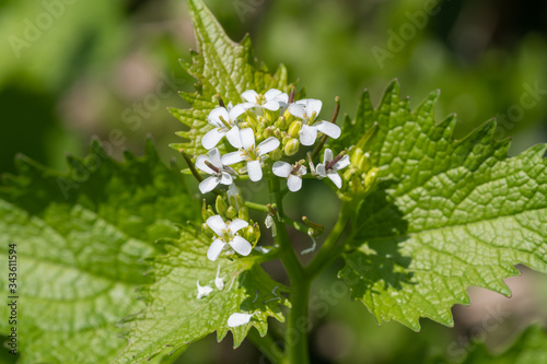 Close up of a garlic mustard (alliara petiolata) plant in bloom photo