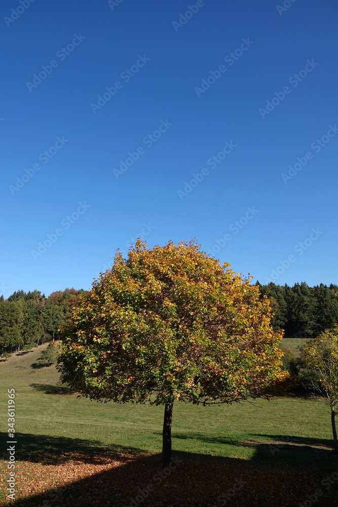 Baum im Herbst (Mossautal, Odenwald)