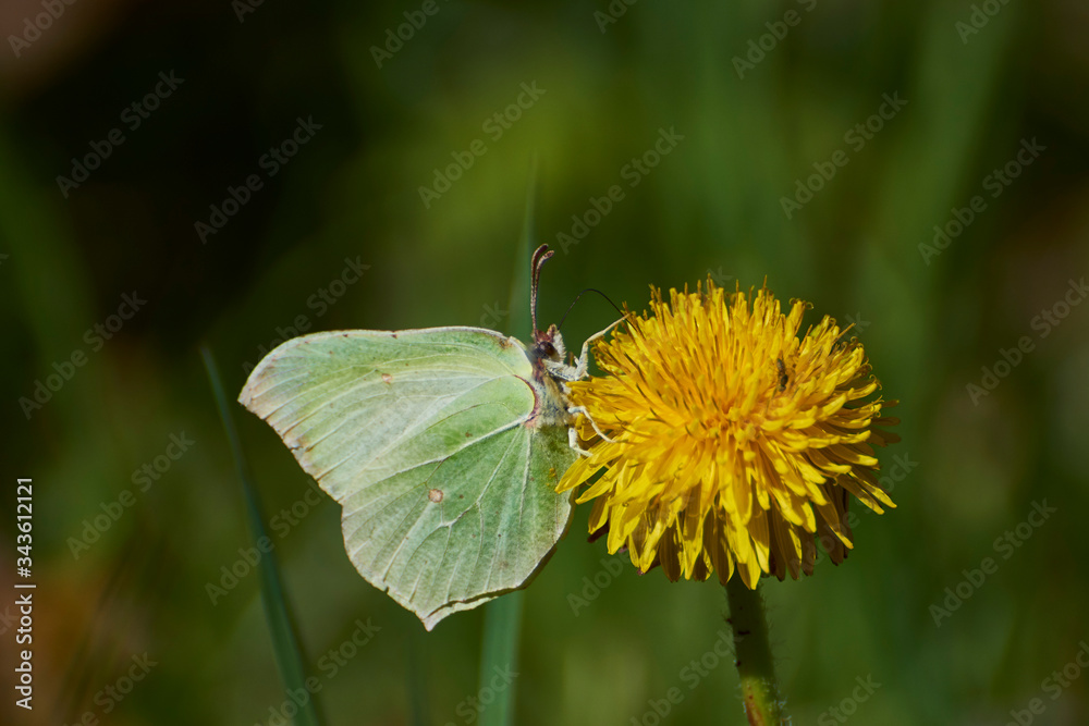A green butterfly rests on a yellow dandelion A green butterfly rests on a yellow dandelion