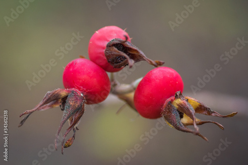 Closeup of three red rosehips of rugosa rose in autumn photo