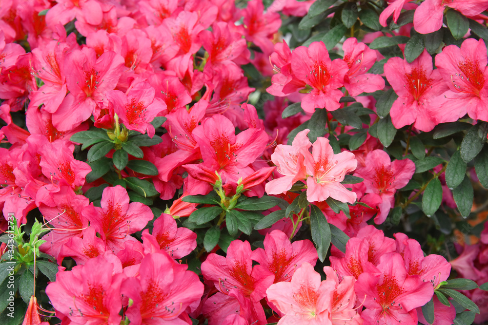 Image of beautiful floral wall background with amazing spring flowers