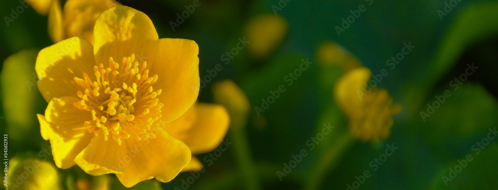 Yellow spring flower on the field.