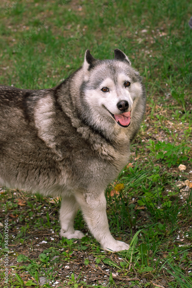 
Beautiful, fluffy and thick husky dog ​​with walks in the forest on green grass.