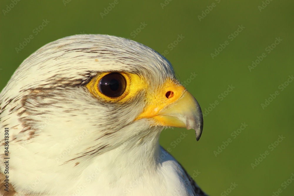 Fototapeta premium Greifvogel 1
