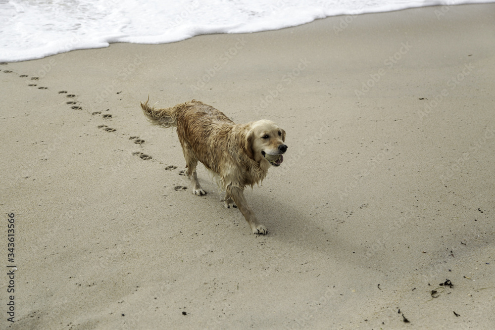 Dog walking on the beach Dog walking on the beach