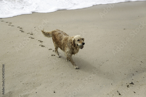 Dog walking on the beach © celiafoto