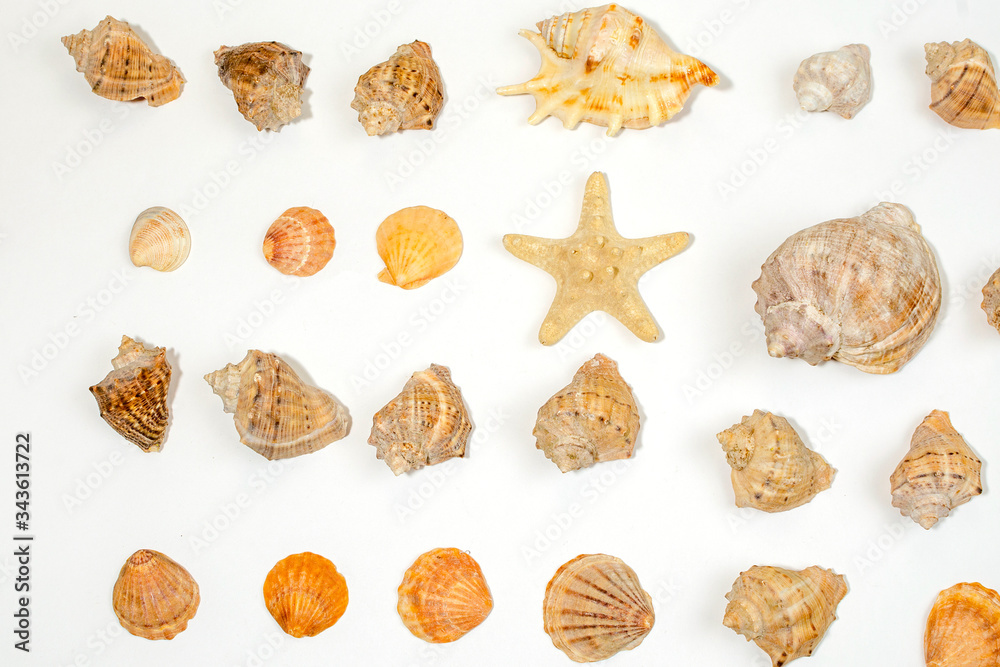 starfish and shells on a white background starfish and shells on a white background