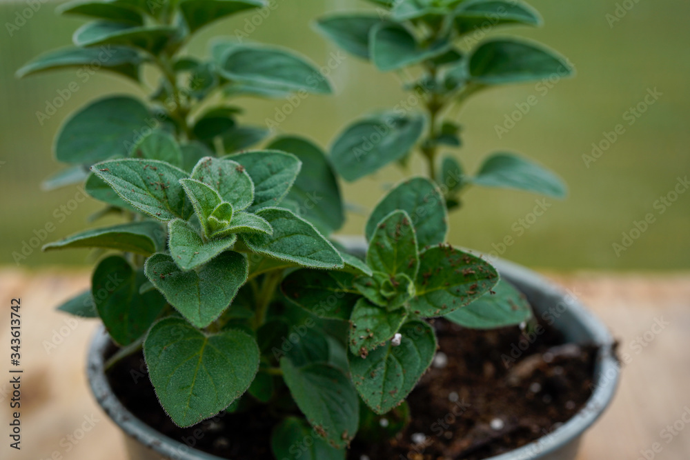 Organic seasoning. Greek oregano plant. Portrait orientation. Organic seasoning. Greek oregano plant. Portrait orientation.