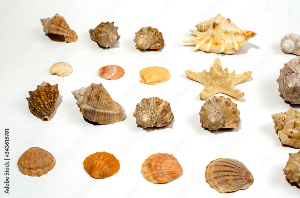 starfish and shells on a white background starfish and shells on a white background