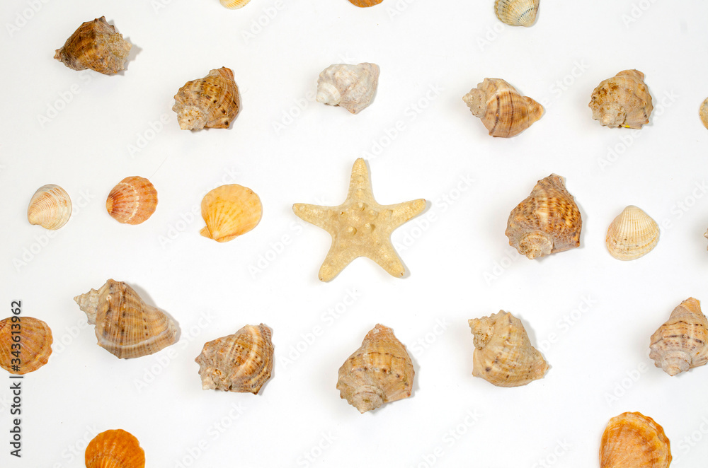 composition of exotic sea shells and starfish starfish on a white background. View from above. composition of exotic sea shells and starfish starfish on a white background. View from above.