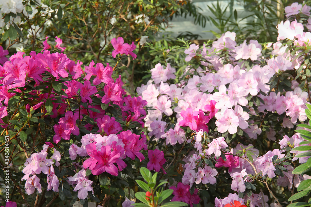 Beautiful spring image with bright flowers of azalea