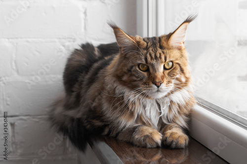 Maine Coon cat sits on windowsill against white brick wall, selective focus