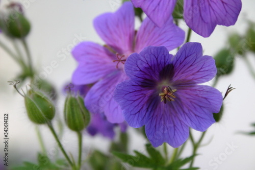 Blüten