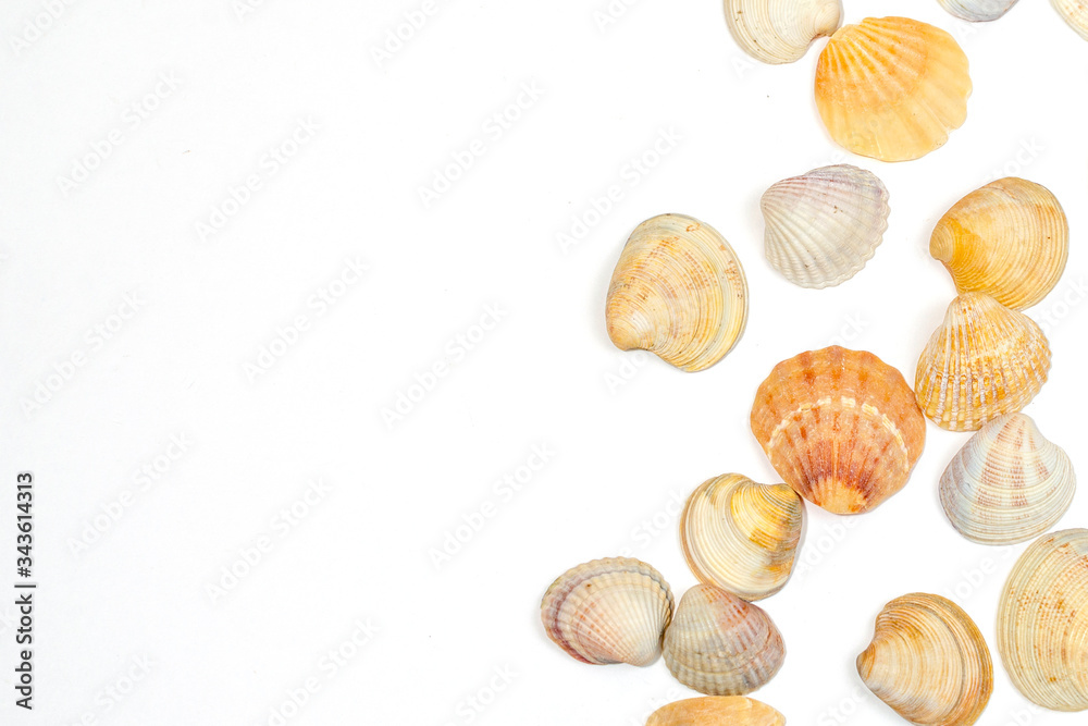 Various shells and sea snails against white background