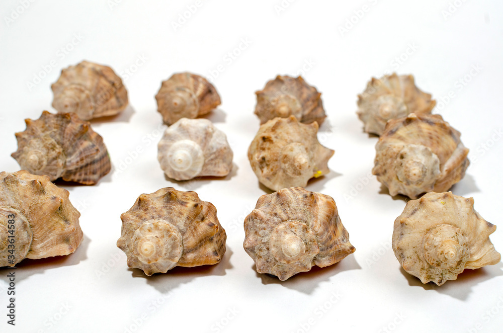 many small shells of various species close-up