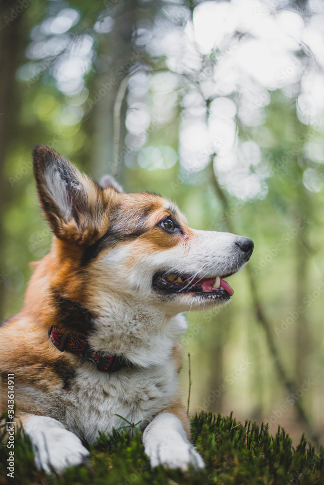 Sable and cute welsh corgi pembroke dog portrait in a forest on a sunny weather, happy and cheerful