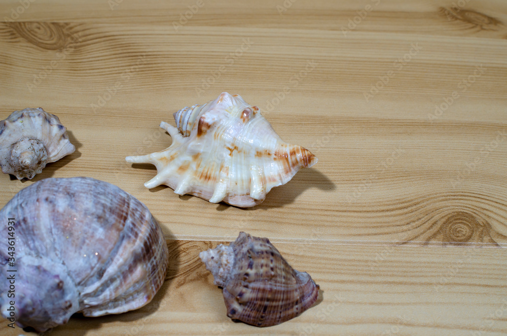 many small seashells of various kinds on a wooden table